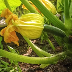 Black Beauty Summer Squash Seeds (Organic) 5 Black Beauty Summer Squash Seeds (Organic) -Grow Organic Sales Shop black beauty 1