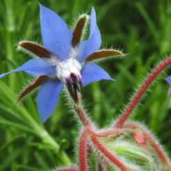Strictly Medicinal Organic Borage -Grow Organic Sales Shop blue borage 3