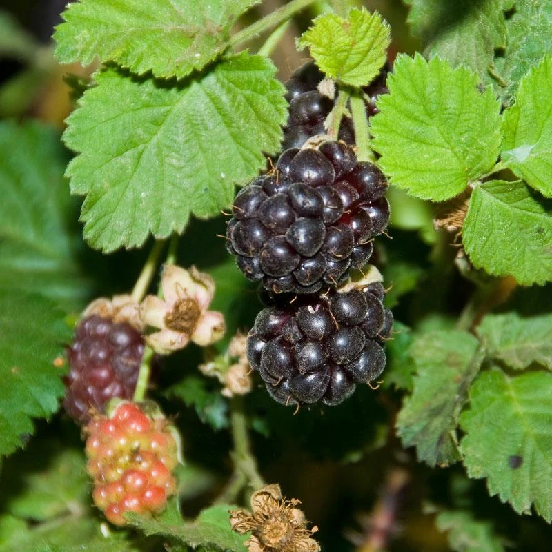 Boysenberry (Thornless) 1 Boysenberry (Thornless)