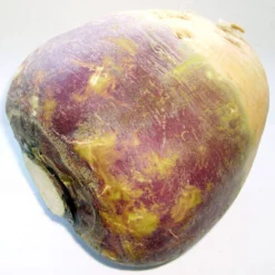 Joan Rutabaga Seeds (Organic) -Grow Organic Sales Shop brassica napus subsp rapifera