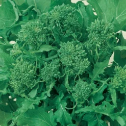 Rapini Broccoli Seeds (Organic) -Grow Organic Sales Shop broccoli raab spring rappini