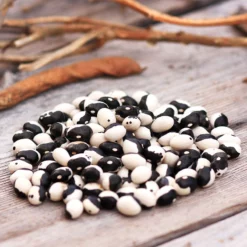 Orca Bush Bean Seeds (Organic) -Grow Organic Sales Shop calypso dry bean web