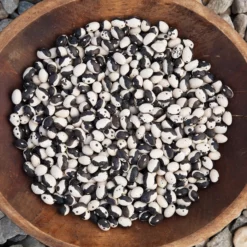 Orca Bush Bean Seeds (Organic) -Grow Organic Sales Shop calypso bean 92616 016 web