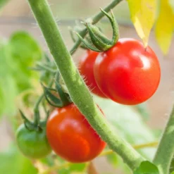 Chadwick Cherry Tomato Seeds (Organic) -Grow Organic Sales Shop chadwick 2 11
