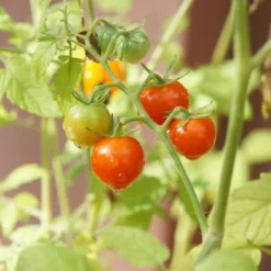 Chadwick Cherry Tomato Seeds (Organic) -Grow Organic Sales Shop chadwick cherry 1