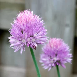 Organic Chives, Common -Grow Organic Sales Shop chives flower 1