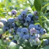 Organic Blueberry Colibri (Ea)