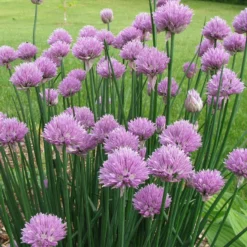 Organic Chives, Common -Grow Organic Sales Shop common chives web