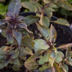 Organic Basil, Culinary Blend (pack) -Grow Organic Sales Shop corsican basil 2 1