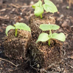 Ladbrooke Soil Blocker - 2" Blocker (4 Blocks) -Grow Organic Sales Shop crock 0071 1