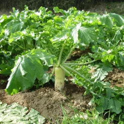 Daikon Radish Seeds (Organic) -Grow Organic Sales Shop daikon web