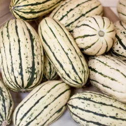 Delicata Winter Squash Seeds (Organic) -Grow Organic Sales Shop delicata a 1