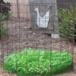 Peaceful Valley Omega-3 Chicken Forage Blend For Irrigated Land - Nitrocoated Seed (lb) -Grow Organic Sales Shop dsc 0751