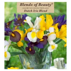 Iris Hollandica Blend (Pack Of 30)