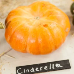 Cinderella Pumpkin Seeds (Organic) -Grow Organic Sales Shop expo 0236