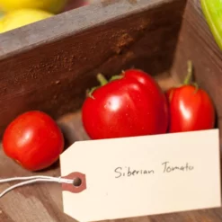 Siberia Tomato Seeds (Organic) -Grow Organic Sales Shop expo 0298 1