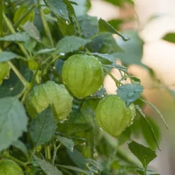 Verde Tomatillo Seeds (Organic) -Grow Organic Sales Shop farm 0024 1