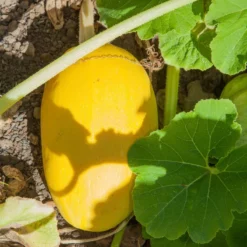 Spaghetti Winter Squash Seeds (Organic) 5 Spaghetti Winter Squash Seeds (Organic) -Grow Organic Sales Shop fl 0029 1