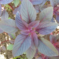 Red Amaranth Greens Seeds (Organic) -Grow Organic Sales Shop flower amaranth garnet stem 1