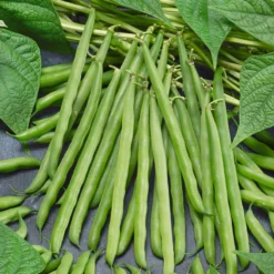 French Garden Bean Seeds (Organic) -Grow Organic Sales Shop french bean 1