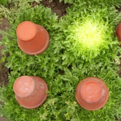 Endive, Frisee Greens Seeds (Organic) -Grow Organic Sales Shop frisee web