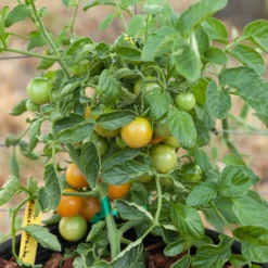 Red Grape Riesenstraube Cherry Tomato Seeds (Organic) -Grow Organic Sales Shop grape riensenstraube 1 5