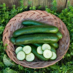 Green Finger Cucumber Seeds (Organic) -Grow Organic Sales Shop green finger cucumber 028 web