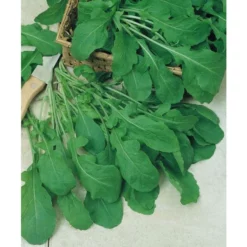 Organic Greens, Arugula (1/4 Lb) -Grow Organic Sales Shop herb arugula