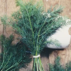Organic Dill, Mammoth -Grow Organic Sales Shop herb dill mammoth