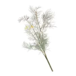 Organic Fennel, Bronze -Grow Organic Sales Shop herb fennel bronze