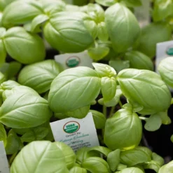 Organic Basil, Culinary Blend (pack) -Grow Organic Sales Shop insert 0025 1