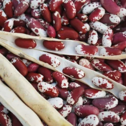 Jacob's Cattle Bush Bean Seeds (Organic) -Grow Organic Sales Shop jacobs cattle asta2 web