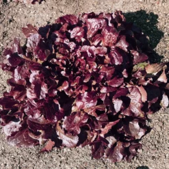 Red Oakleaf Lettuce Seeds (Organic) -Grow Organic Sales Shop lettuce red oakleaf