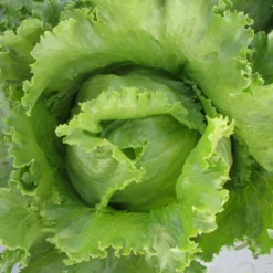 Iceberg Superior Lettuce Seeds (Organic) -Grow Organic Sales Shop lettuce superior 2 1