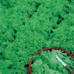 Tango Lettuce Seeds (Organic) -Grow Organic Sales Shop lettuce tango 1