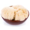 Lion's Mane Mushroom Kit