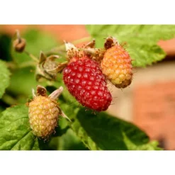 Loganberry (Thornless)
