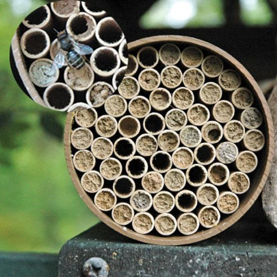 Mason Bee Kit 68 Tubes 1 Mason Bee Kit 68 Tubes