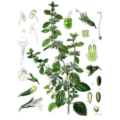 Strictly Medicinal Organic Lemon Balm -Grow Organic Sales Shop melissa officinalis