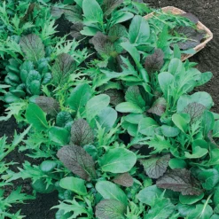 Mesclun Mix Greens Seeds (Organic) -Grow Organic Sales Shop mesclun mix