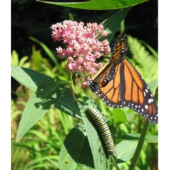 Peaceful Valley Save The Monarch Kit - Southeast (1/8 Lb) -Grow Organic Sales Shop monarch web 1