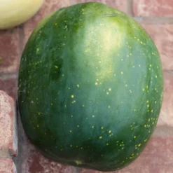 Moon & Stars Watermelon Seeds (Organic) -Grow Organic Sales Shop moon stars 0001 1