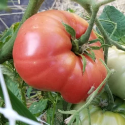 Mortgage Lifter Tomato Seeds (Organic) 6 Mortgage Lifter Tomato Seeds (Organic) -Grow Organic Sales Shop mortgage lifter web