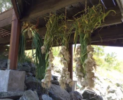 Conventionally Grown Garlic, Music (lb) 5 Conventionally Grown Garlic, Music (lb) -Grow Organic Sales Shop music drying