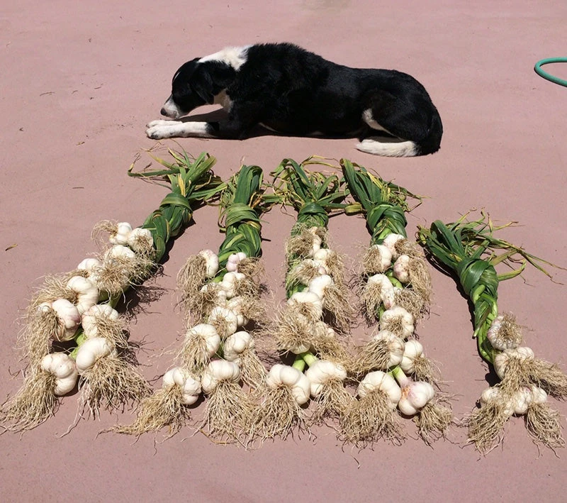 Conventionally Grown Garlic, Music (lb) 2 Conventionally Grown Garlic, Music (lb) - Image 2