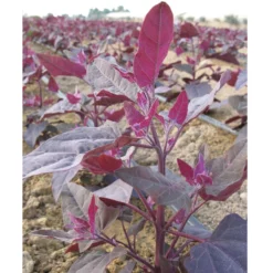 Red Orach Seeds (Organic) -Grow Organic Sales Shop orach ruby 2 1