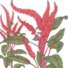 Organic Amaranth, Burgundy (1 Oz)