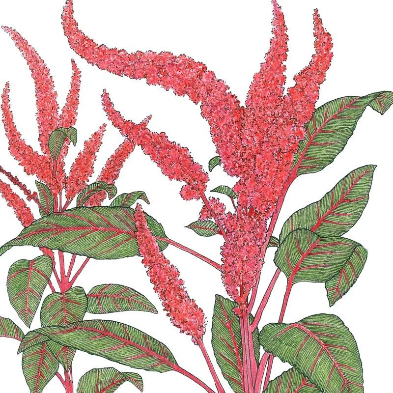 Organic Amaranth, Burgundy (1 Oz) 1 Organic Amaranth, Burgundy (1 Oz)