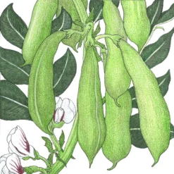 Organic Bean, Fava Broad Windsor (1/2 Lb)