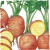Organic Beet, Golden Detroit (1 Oz)